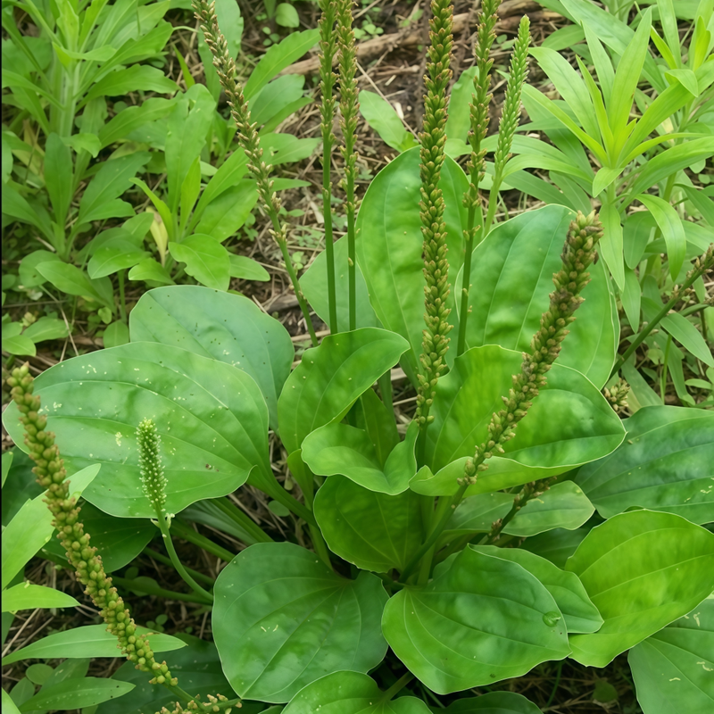 Plantago Asiatica Seeds up to 50% Large Pack · 2500-12500 Seeds
