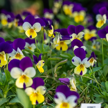 Viola Seeds