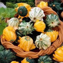 Squash Seeds - Green and White