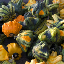 Crown Mix Squash Seeds