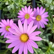 Cape Daisy Seeds - Purplish Red