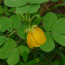 Thermopsis Seeds