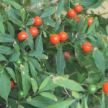 Jerusalem Cherry Seeds - Red
