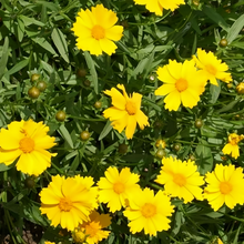 Lanceleaf Coreopsis Seeds - Yellow Single Petal