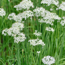 White Ornamental Allium Seeds