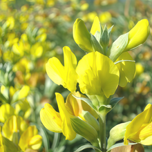 Thermopsis Seeds - Yellow