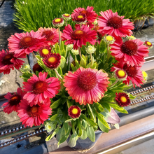 Blanket Flower Seeds Arizona Red Gradient