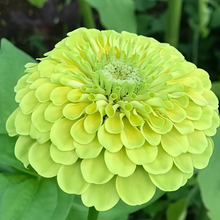 Green Zinnia Seeds
