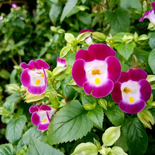 Torenia Seeds - Pink