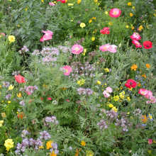 Heat Resistant Wildflower Mix
