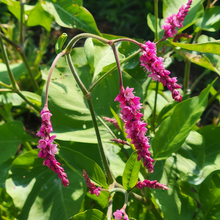 Polygonum Seeds - Pink Red
