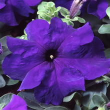 Red Petunia Seeds