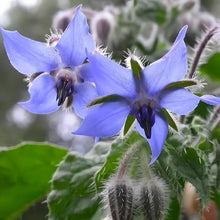 Blue Borage Seeds