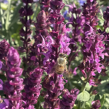 Scarlet Sage Seeds - Dark Purple Red