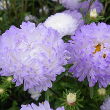 China Aster Seeds - Light Purple