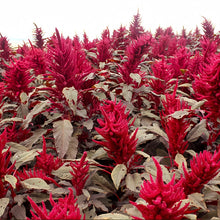 Red Love Lies Bleeding Amaranth Seeds
