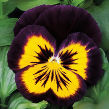 Pansy Seeds - Brown Edge Yellow Center