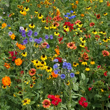 Wildflower Seeds - Dwarf Mix Includes Candytuft, Snapdragon, Clarkia Amoena, etc.