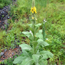 Verbascum Seeds - Yellow