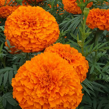Tangerine African Marigold Seeds