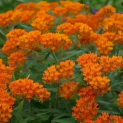 Tangerine Butterfly Milkweed Seeds