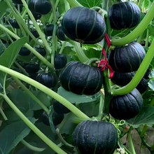 Golden Boy Squash Seeds