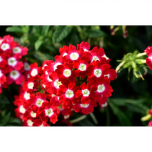 Red White Verbena Seeds