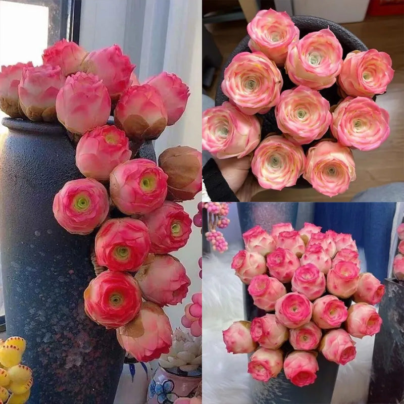 Mountain Rose Seeds - Pink Succulent Larger Packet High Germination 2000-5000 Onsaleseeds