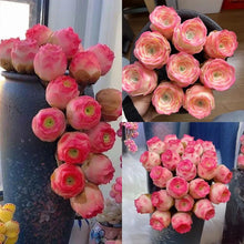 Mountain Rose Succulent Seeds - Pink