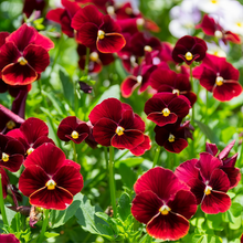 Pansy Seeds Reddish Brown Spots Big Flower