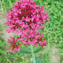 Cornflower Seeds - Pink