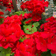 Pelargonium Seeds - Crimson