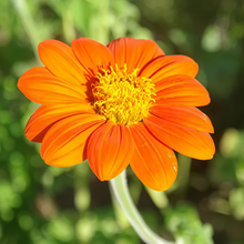 Tithonia Seeds - Orange