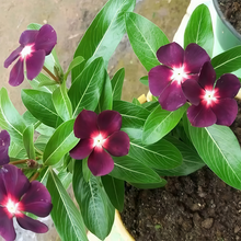 Vinca Seeds - Black