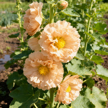 Hollyhock Apricot Seeds