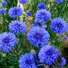 Cornflower Seeds - Deep Blue