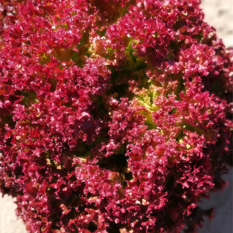 Lactuca Sativa Linn - Red Larger Packet High Germination 3000-15000 Onsaleseeds