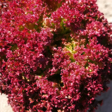 Lettuce Seeds - Red