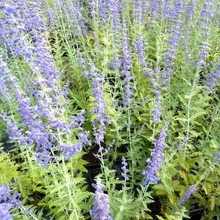 Salvia Seeds - Blue
