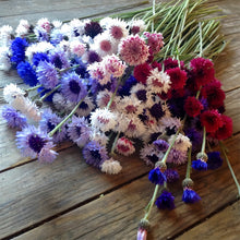 Cornflower Seeds - Double Mix