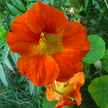 Orange Nasturtium Seeds