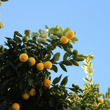 Lemon Seeds