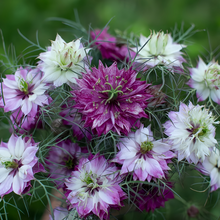 Love in Seeds Purplish Red
