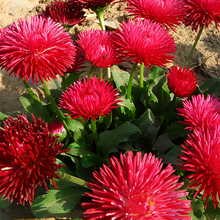 Red English Daisy Seeds