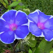 Blue White Morning Glory Seeds
