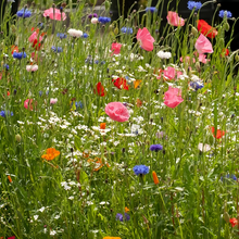 Spring Wildflower Mix