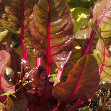 Red Leaf Red Stem Beta Vulgaris Seeds