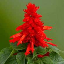 Sage Seeds - Red Queen