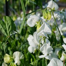 White Sweet Pea Seeds