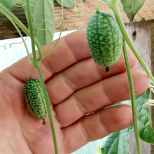 Mouse Melon Seeds